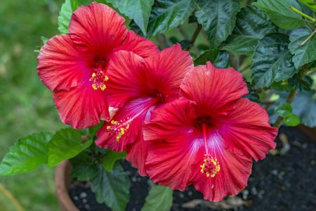 Hibiscus: गुड़हल क्या है?