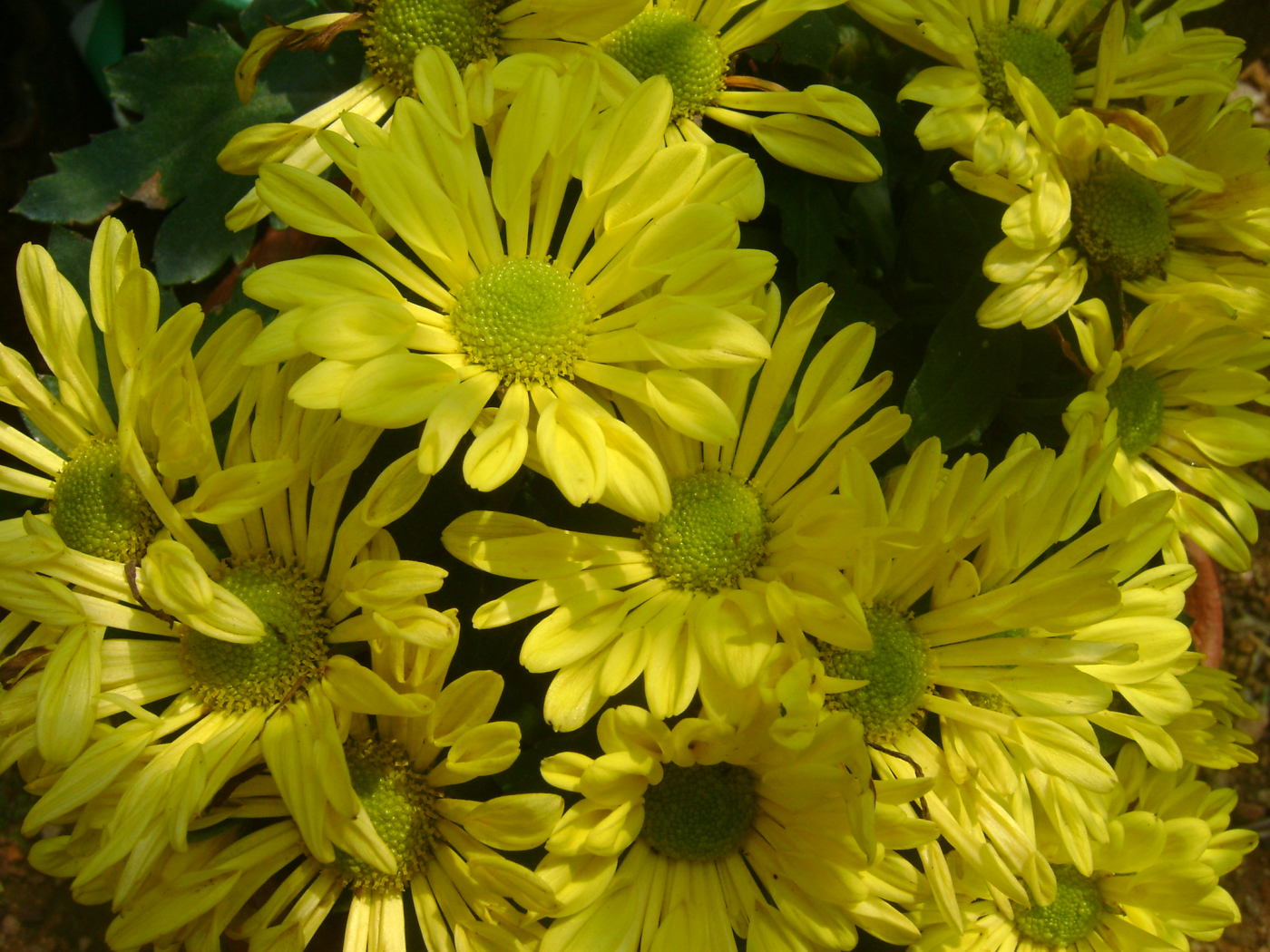 Chrysanthemum: गुलदाउदी क्या है?