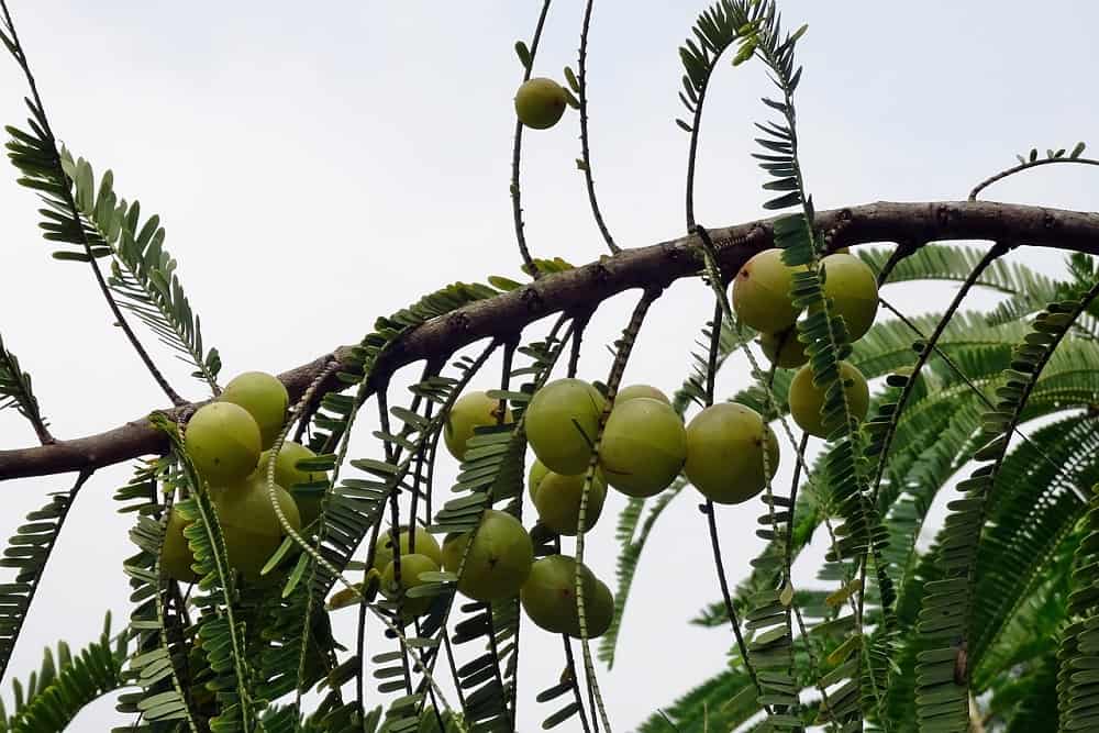 Gooseberry: आंवला क्या है?
