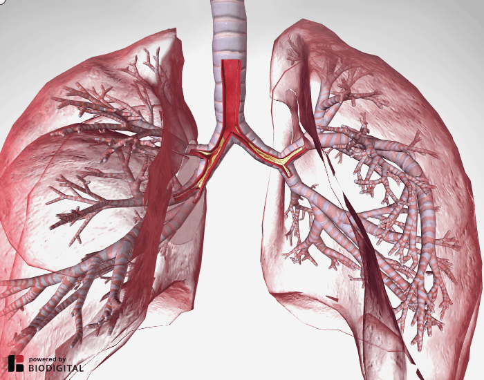 COPD : इस हेल्थ कंडीशन में क्या खाएं और क्या न खाएं?