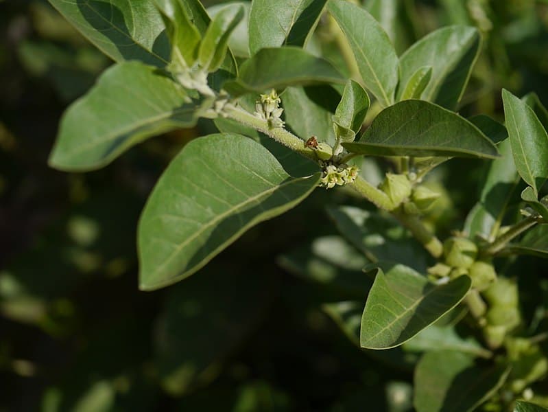 जानिए अश्वगंधा के फायदे और स्वास्थ्य लाभ