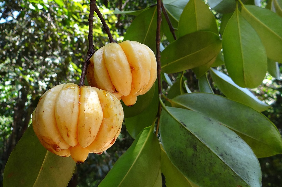 Garcinia : गार्सीनिया क्या है?