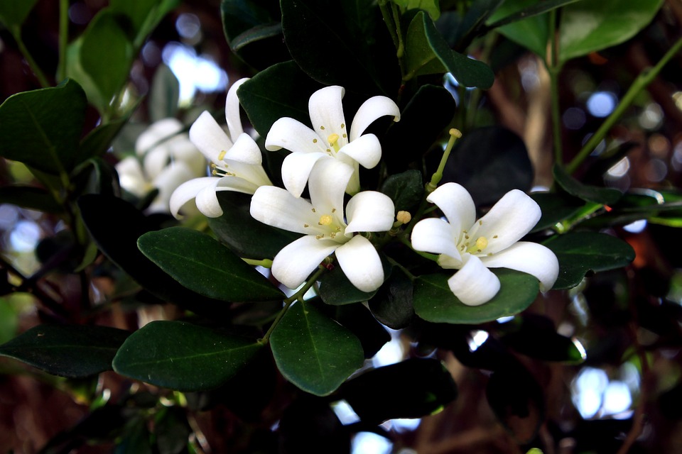 चमेली के फायदे एवं नुकसान – Health Benefits of Jasmine