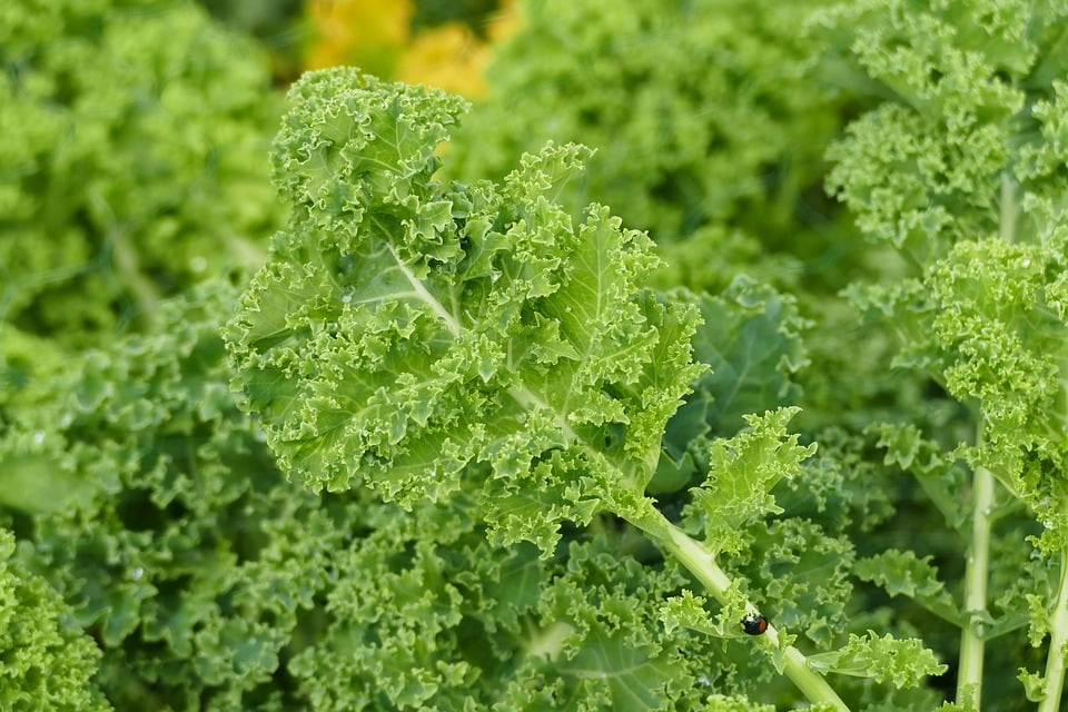 Kale : केल क्या है?