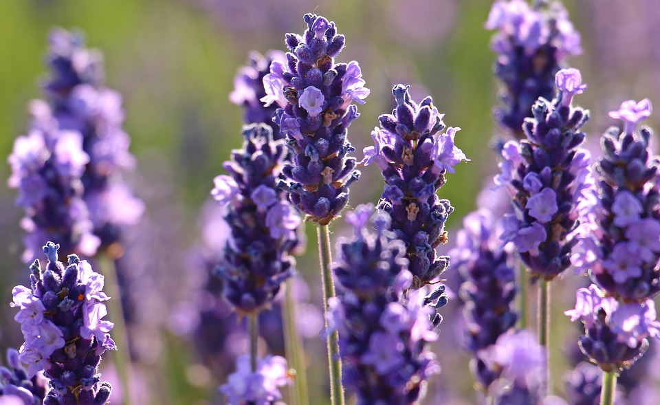 Lavender: लैवेंडर क्या है?