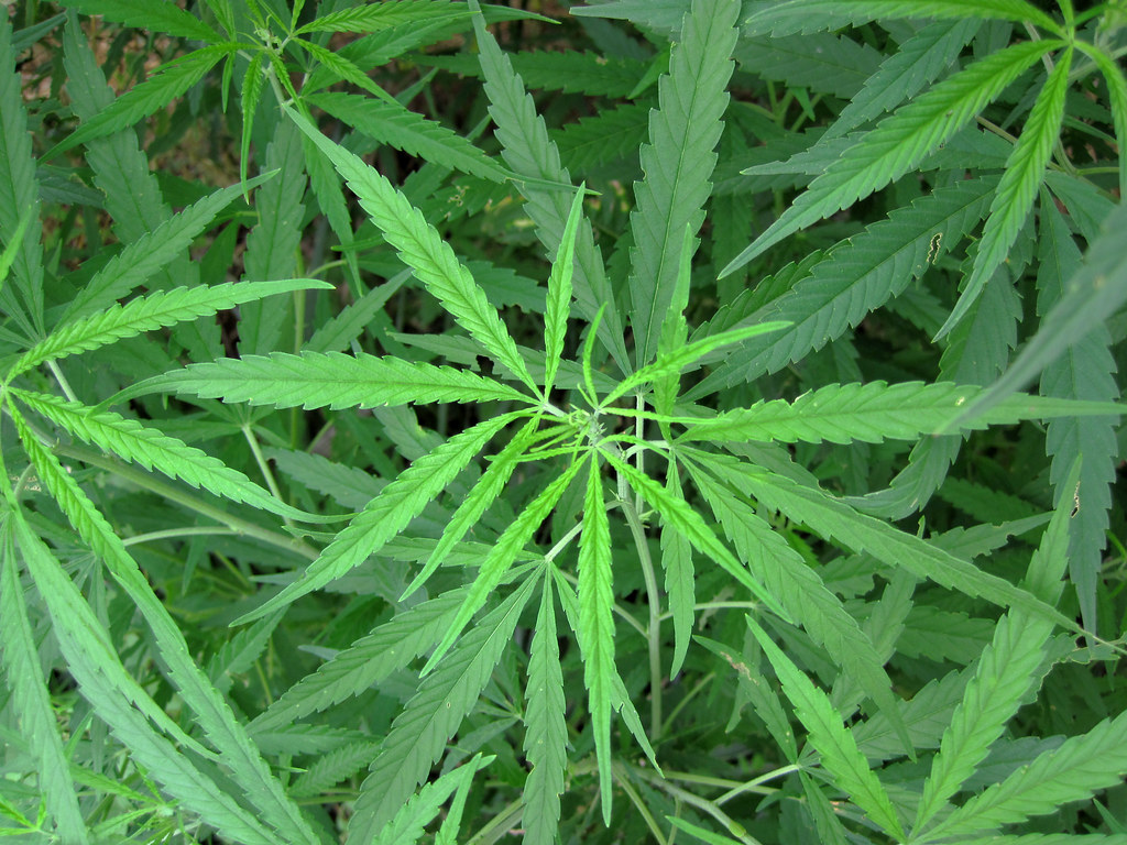 Marijuana - मारिजुआना