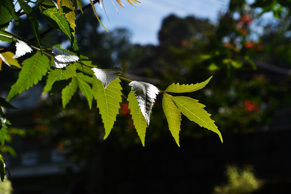 Neem: नीम क्या है?