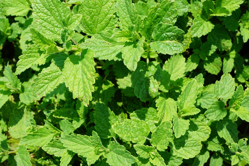 Peppermint: पुदीना