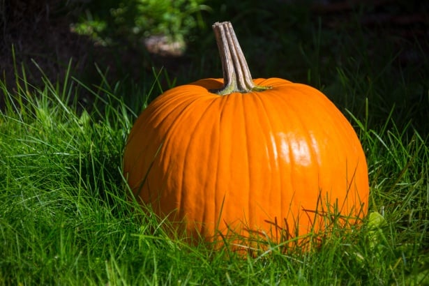 Pumpkin : कद्दू क्या है?