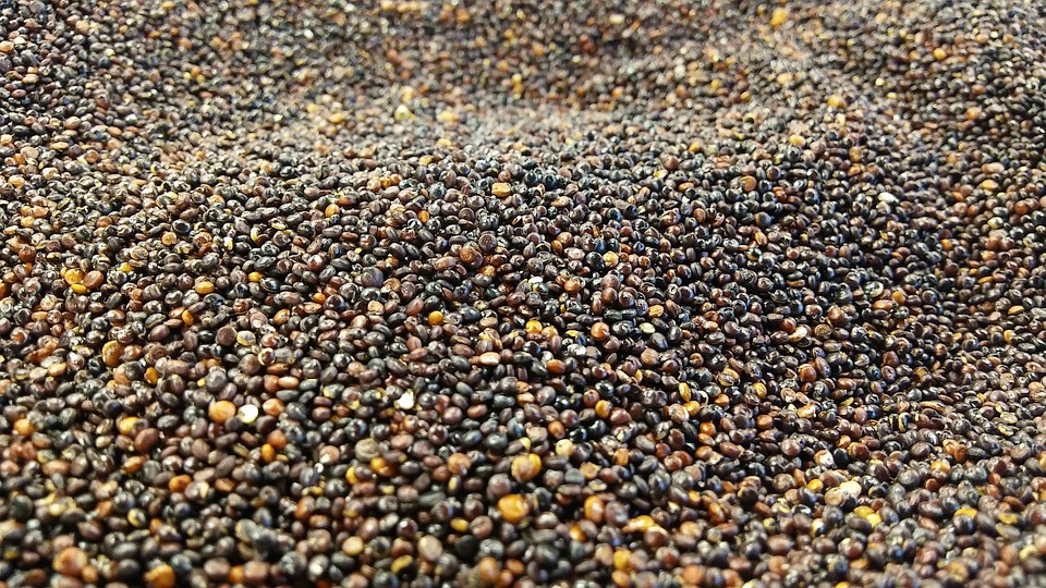 Quinoa - किनोवा
