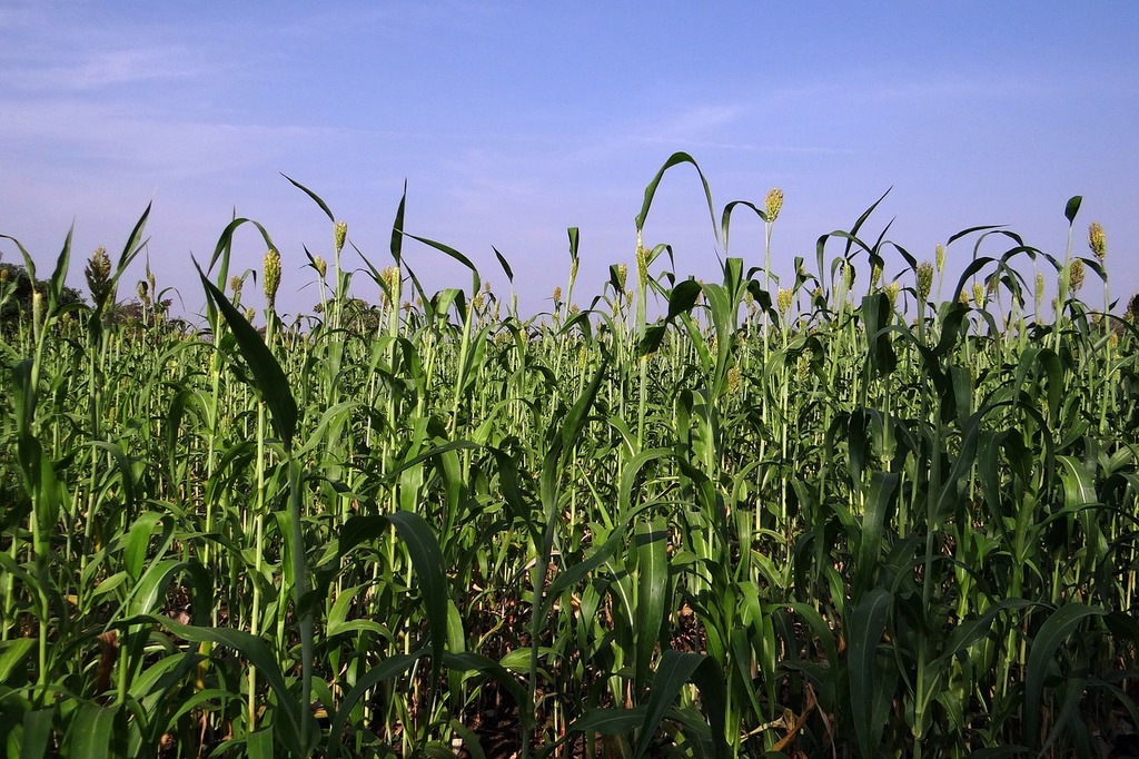 Jowar: ज्वार क्या है?