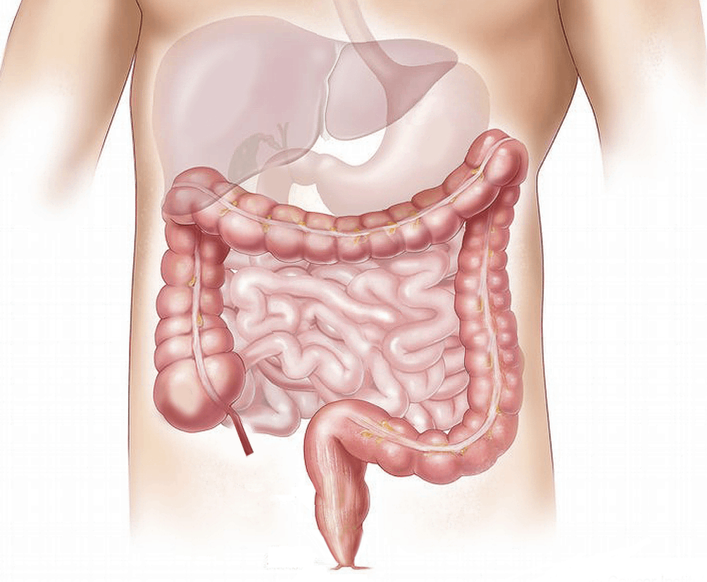 Digestive Health Issues : जानिए क्या है पाचन संबंधी विकार और इससे जुड़ी खास बातें