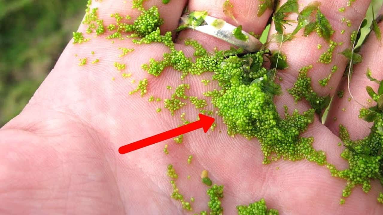 क्या आप दुनिया के सबसे छोटे और सबसे बड़े फल के बारे में जानते हैं?