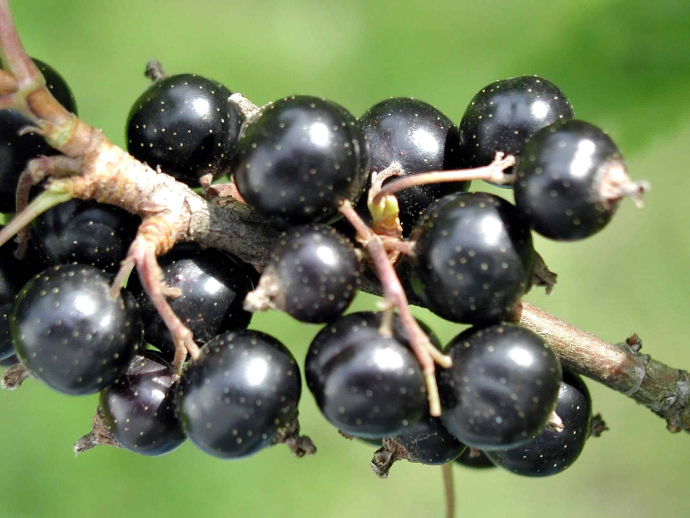 ब्लैक कर्रेंट (फालसेब) के फायदे एवं नुकसान: Health Benefits of Black Currant
