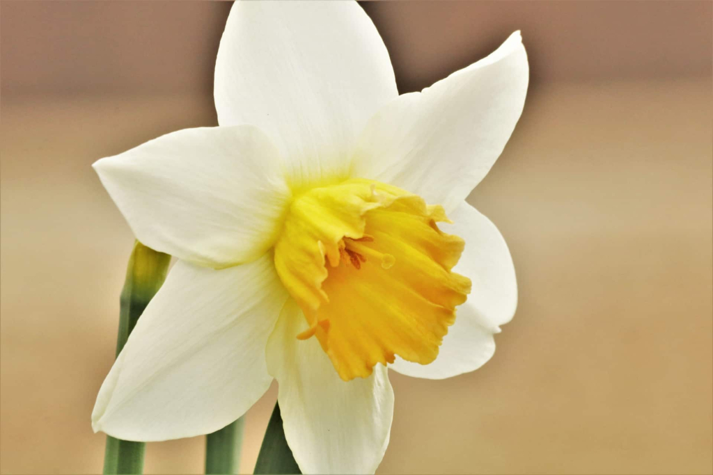 डैफोडिल -Daffodil