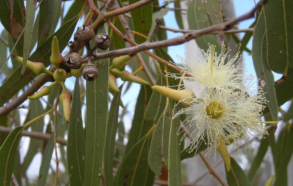 Eucalyptus - नीलगिरी
