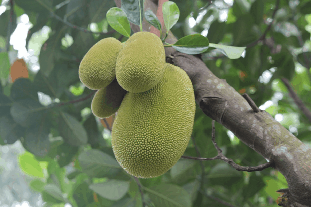 Jackfruit: कटहल क्या है ? जानिए इसके फायदे और साइड इफेक्ट्स