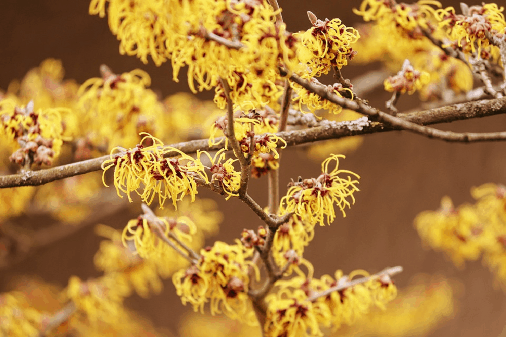 Witch Hazel: विच हेजल क्या है?