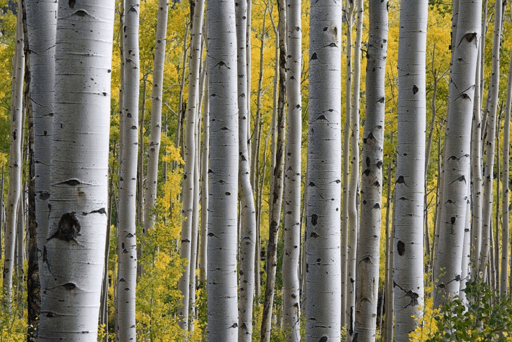 Birch: बर्च क्या है?