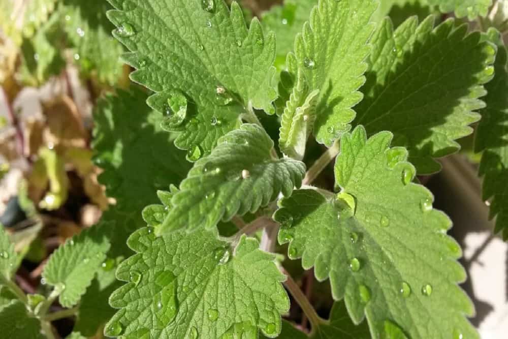 Catnip: कैटनिप क्या है?