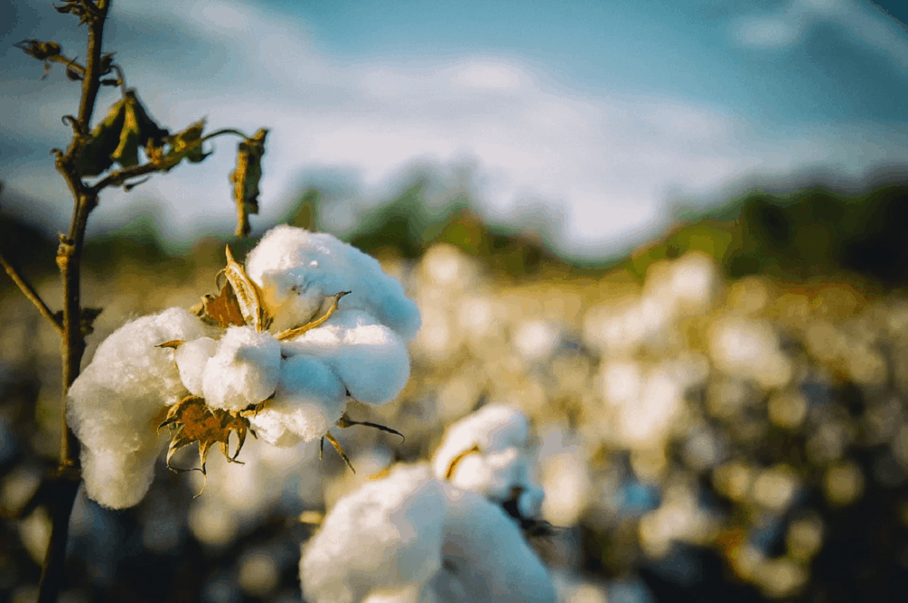 Cotton: कॉटन क्या है?