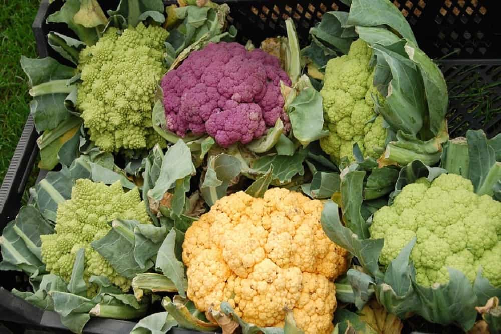 Cauliflower: फूल गोभी क्या है?