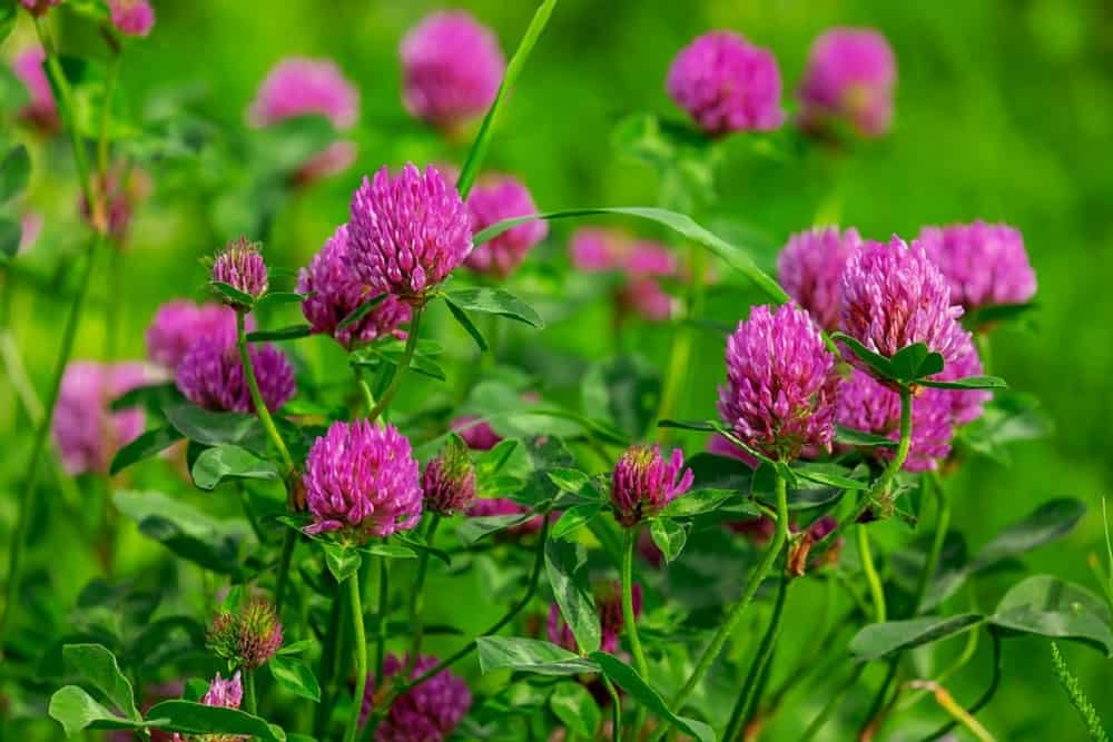रेड क्लोवर के फायदे एवं नुकसान: Health Benefits of Red Clover