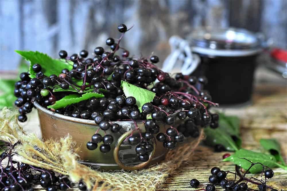 Elderberry : एल्डरबेरी क्या है?