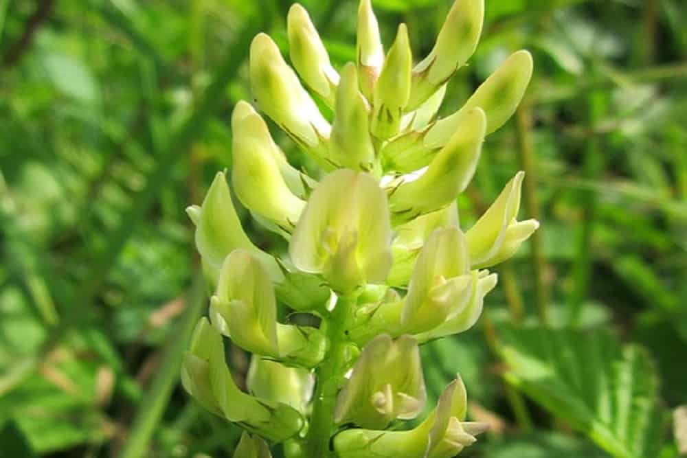 Astragalus: एस्ट्रागैलस क्या है?