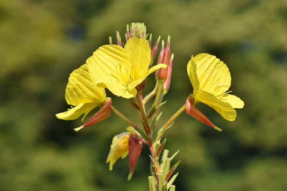 ईवनिंग प्रिमरोज ऑयल के फायदे एवं नुकसान - Health Benefits of Evening Primrose Oil