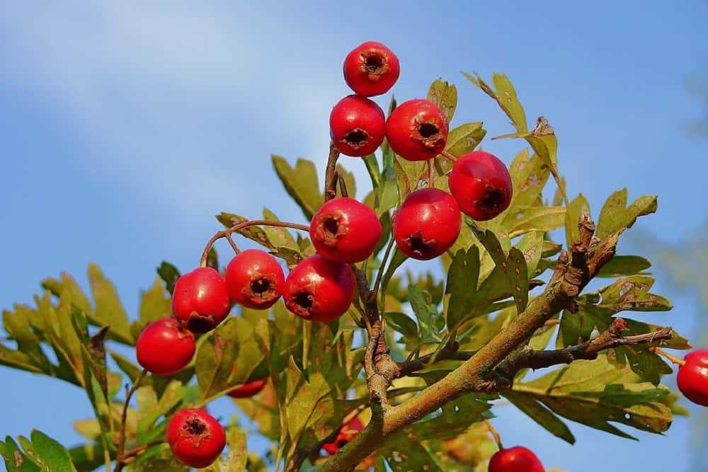 हॉथॉन ( Hawthorn) क्या है ? जानिए इसके फायदे और नुकसान