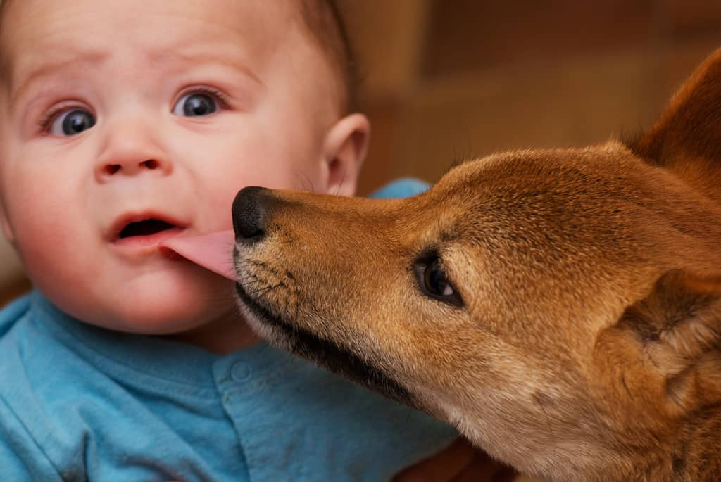जब घर में शिशु और पालतू जानवर दोनों हों तो किन-किन बातों का रखें ध्यान?