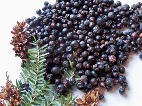 Juniper : जुनिपर क्या है?