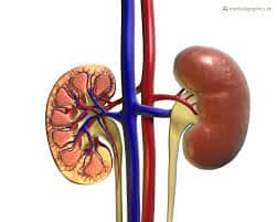 Nephrotic Syndrome: नेफ्रोटिक सिंड्रोम क्या है? जानें इसके कारण, लक्षण और उपाय