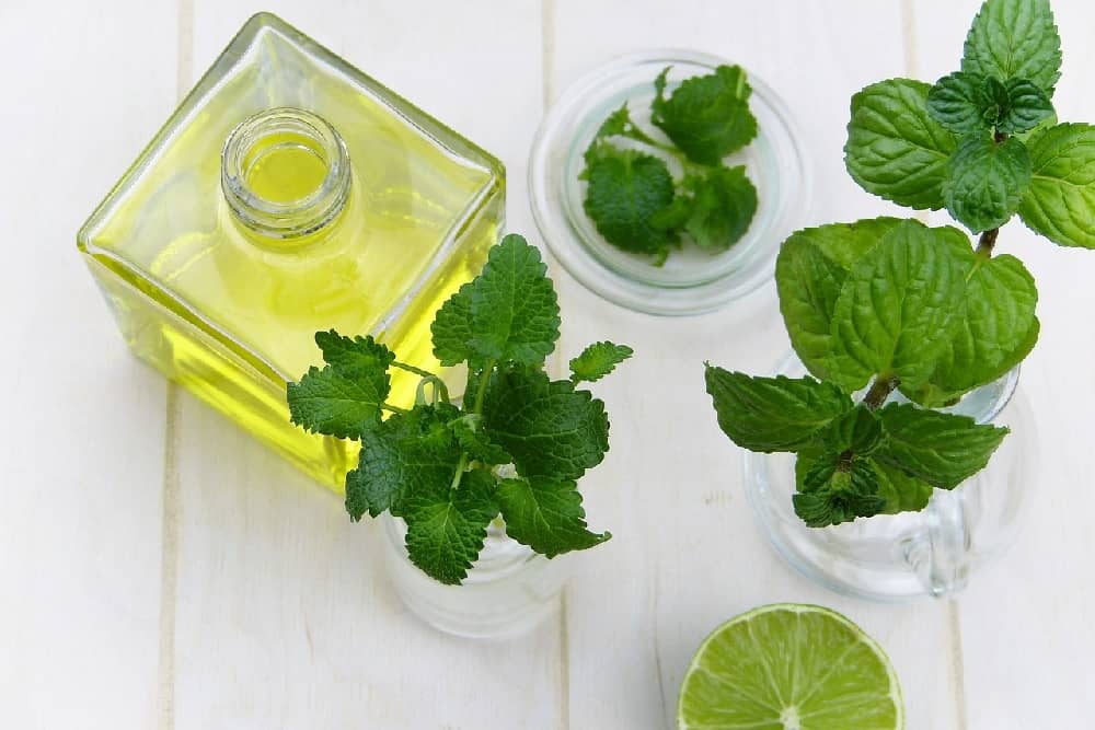 Lemon Balm : लेमन बाम क्या है ?