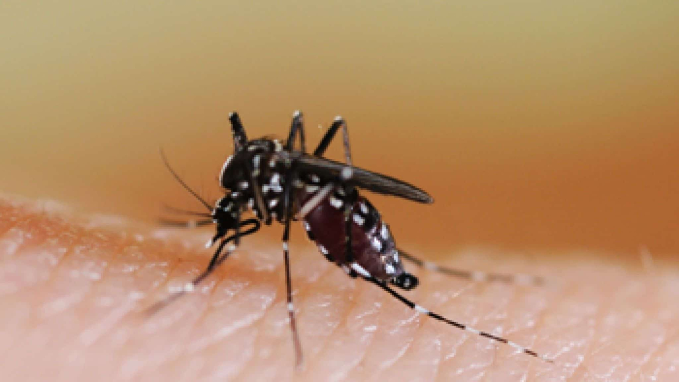 यूपी के 11 जिले जानलेवा मलेरिया की चपेट में, जानें मलेरिया के लक्षण