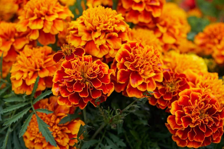 Marigold : गेंदे का फूल क्या है?