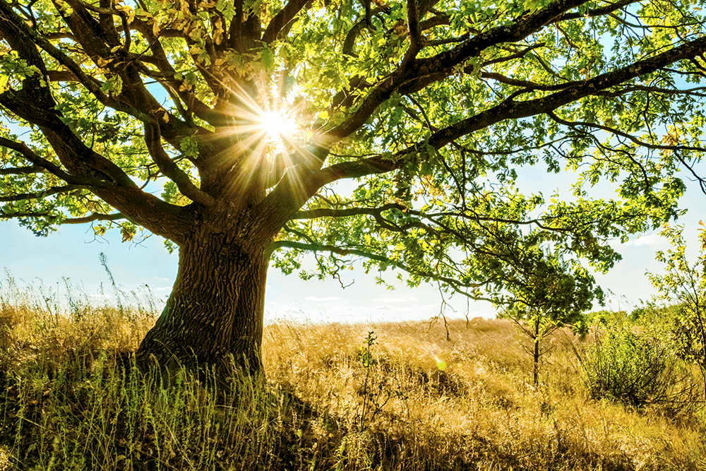 Oak: बलूत की छाल क्या है?
