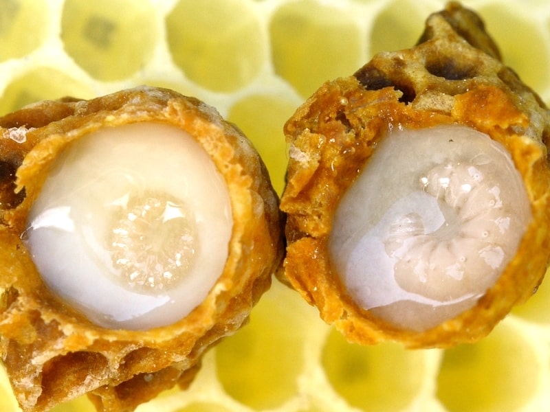 रॉयल जेली के फायदे एवं नुकसान – Health Benefits of Royal Jelly