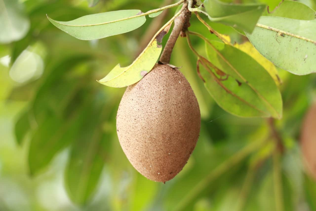 चीकू के फायदे-sapodilla Fruit benefits