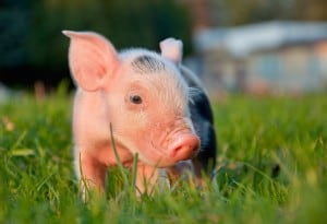 स्वाइन फ्लू के कारण क्या हैं?