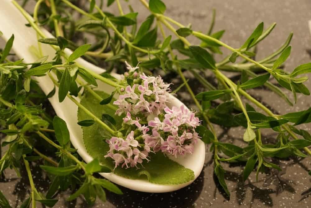 थाइम के फायदे एवं नुकसान – Health Benefits of Thyme