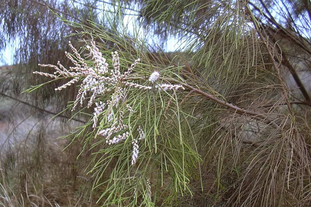 Tamarix Dioica: झाऊ का पेड़ क्या है?