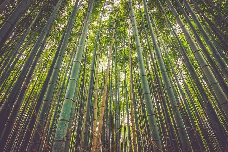 Bamboo: बांस क्या है?