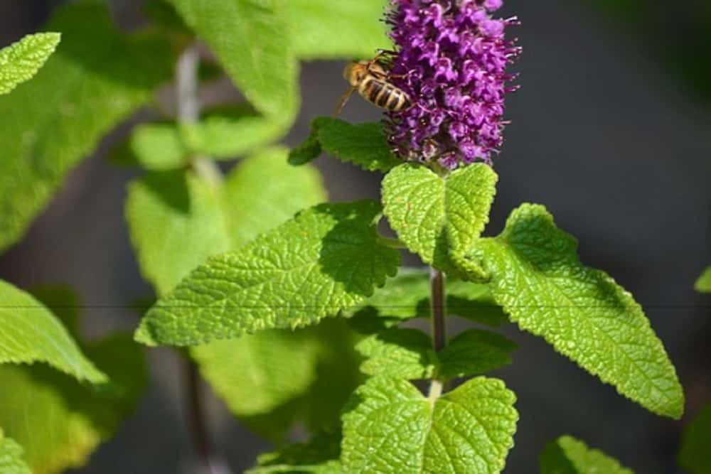 वाइल्ड मिंट के फायदे एवं नुकसान – Health Benefits of Wild Mint