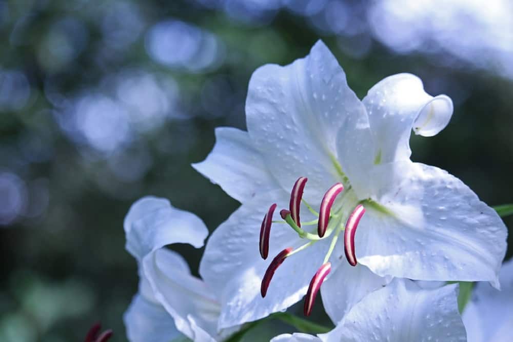 White Lily: व्हाइट लिली क्या है?