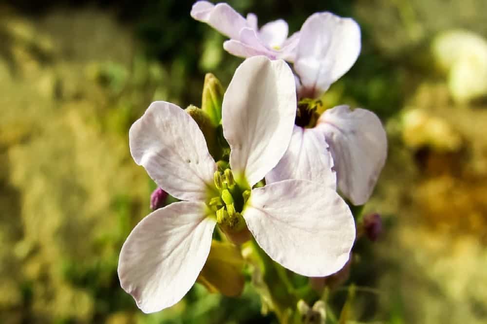 वाइल्ड रेडिश-Wild Radish