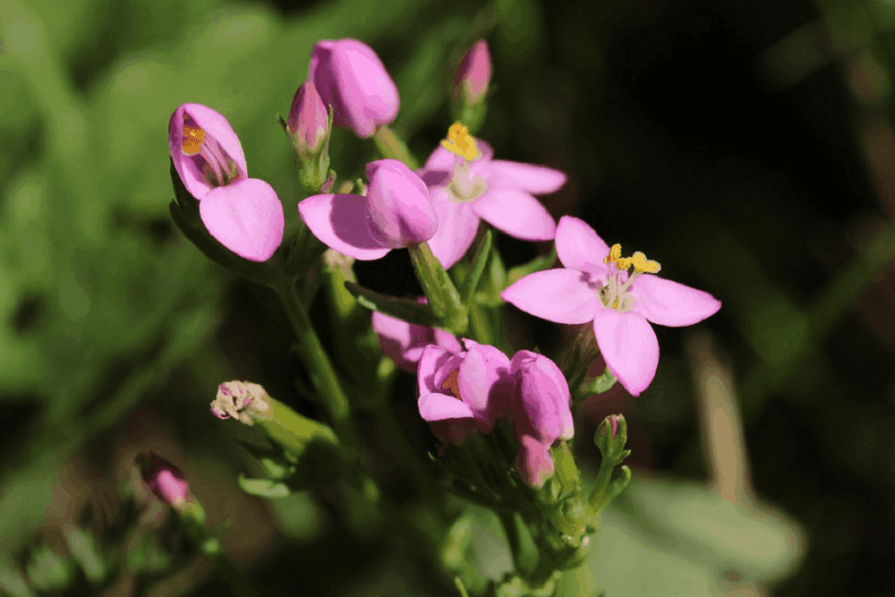 सेन्टौरी के फायदे एवं नुकसान – Health Benefits of Centaury