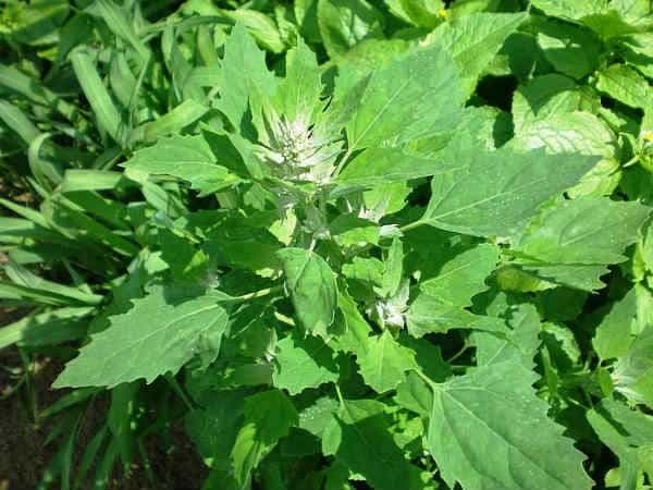 Amaranth: बथुआ क्या है?