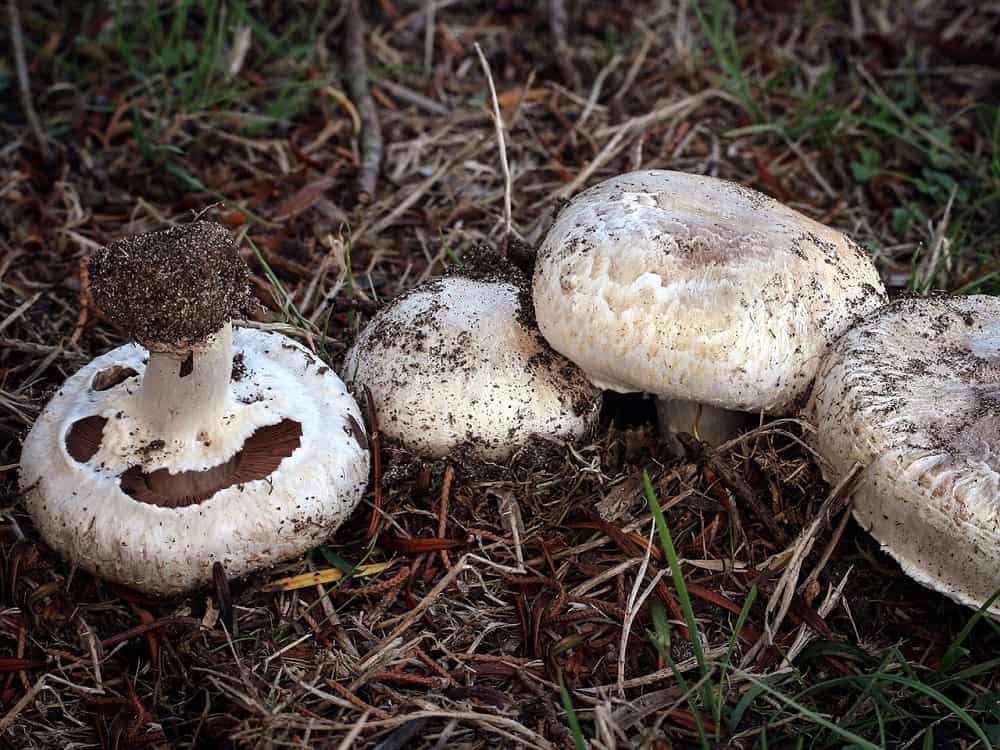 Agaricus Mushroom: एगेरिकस मशरूम क्या है?